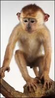 Toque Macaque - Macaca sinica